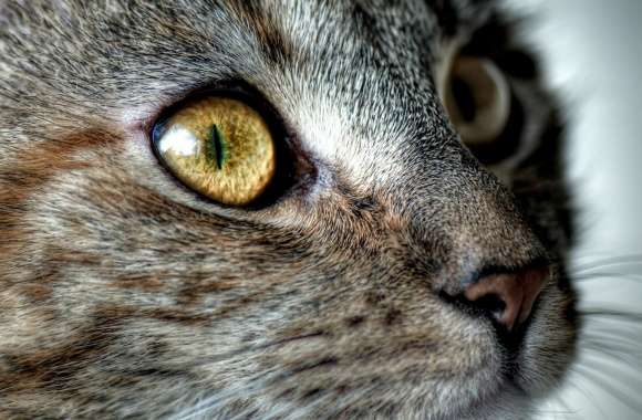 Close Up On A Cats Face wallpapers hd quality
