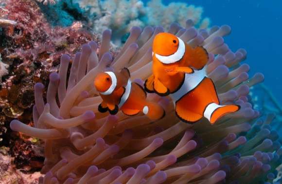Clownfish And Sea Anemone