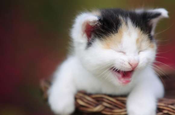 Cute Crying Kitty