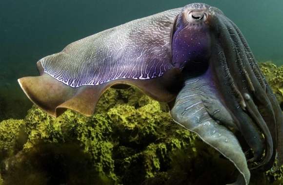 Cuttlefish Under The Sea