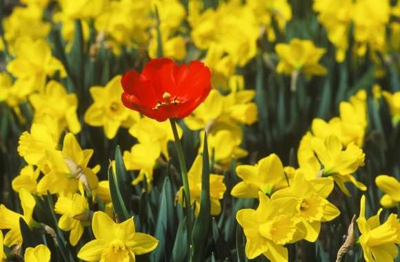 Daffodils And Red Tulip wallpapers hd quality