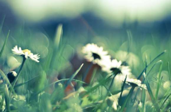 Daisies And Grass