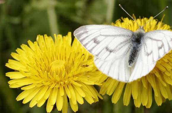 Dark Veined White, Bergweiling wallpapers hd quality