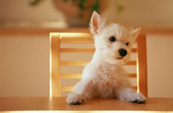 Dog Sitting On A Chair At The Table wallpapers hd quality