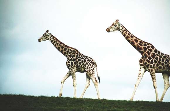 Double Giraffe