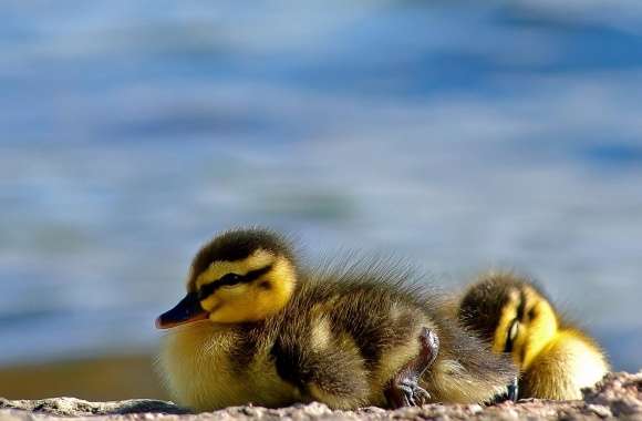 Ducklings Close Up wallpapers hd quality