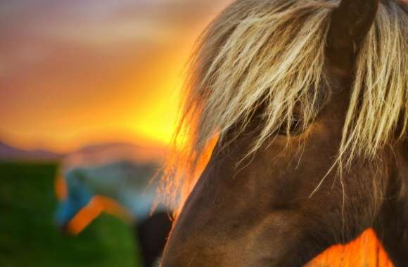 Flaxen Horse At Sunrise wallpapers hd quality