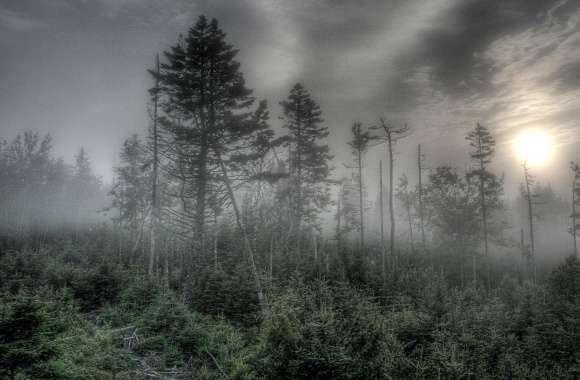 Foggy Forest HDR
