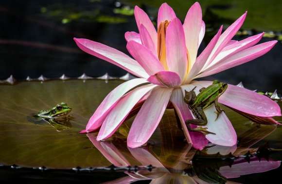 Frogs, Water Lily Flower