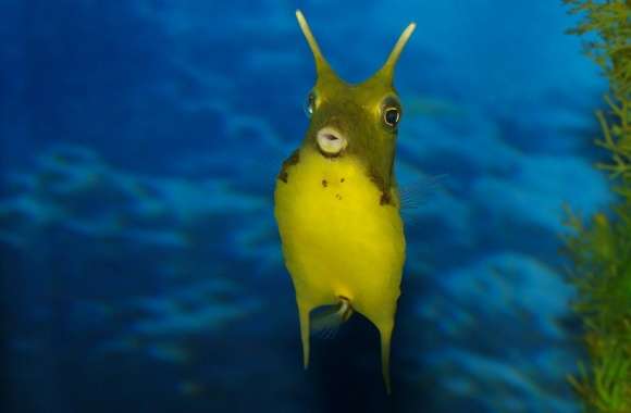 Funny Sea Creature wallpapers hd quality