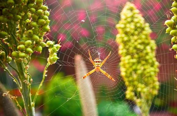 Garden Spider wallpapers hd quality