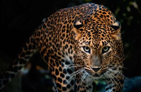 Gorgeous Jaguar