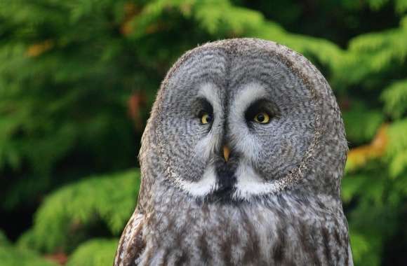 Great Gray Owl wallpapers hd quality