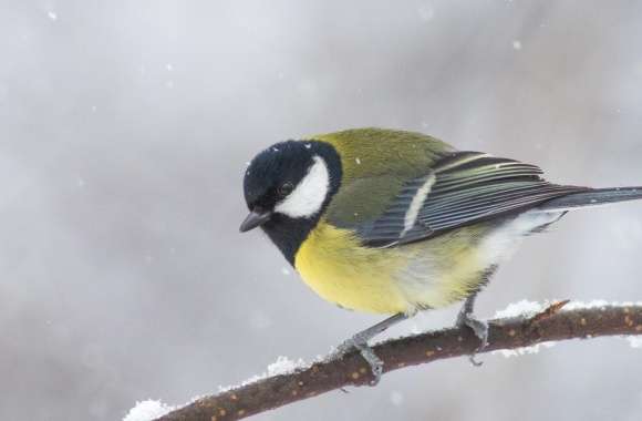 Great Tit In A Snowfall