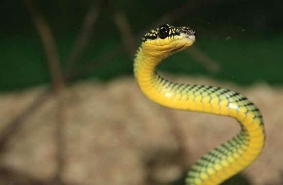 Green And Yellow Snake