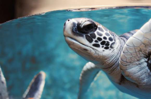 Green Sea Turtle Underwater wallpapers hd quality