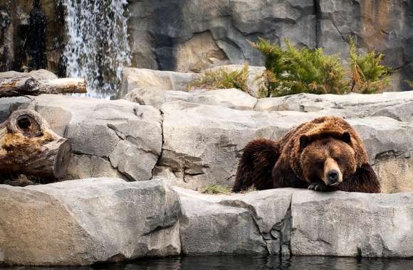 Grizzly Bear, Zoo