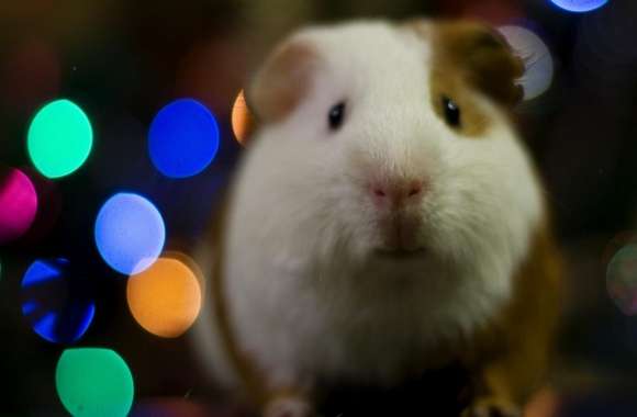 Guinea Pig Christmas