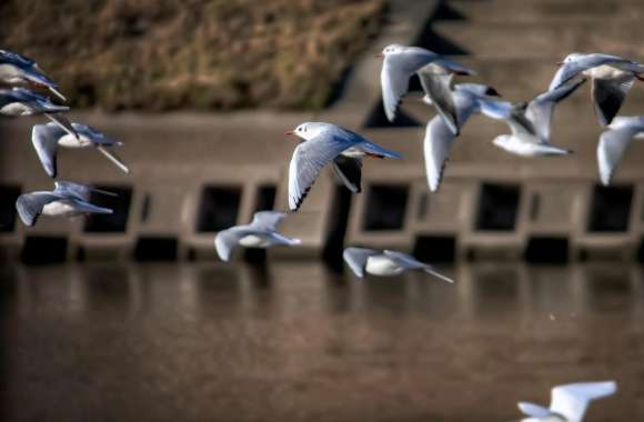 Gulls, Japan