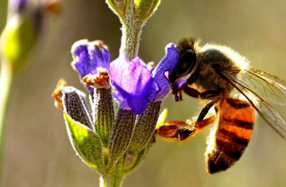 Honey Bee wallpapers hd quality