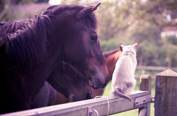 Horse Cat Friendship