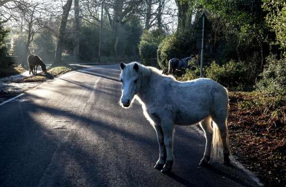 Horses, England