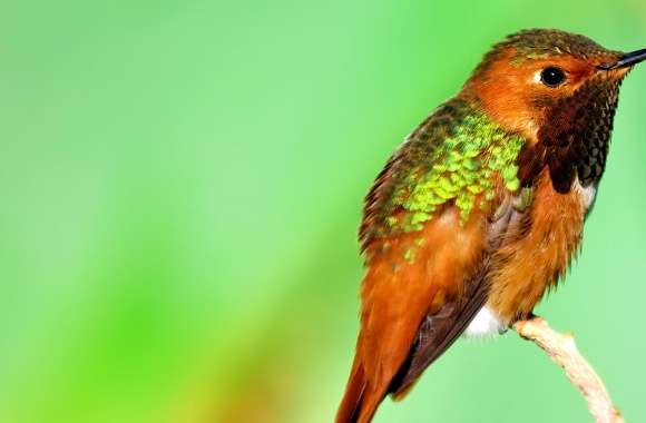 Hummingbird Iridescent Feathers