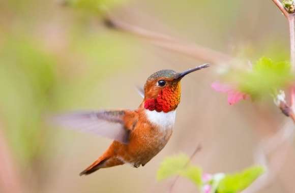 Hummingbirds wallpapers hd quality