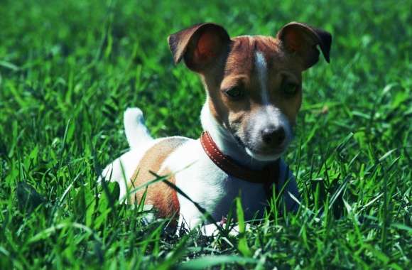 Jack Russell Terrier In The Grass