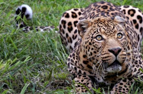 Jaguar Animal