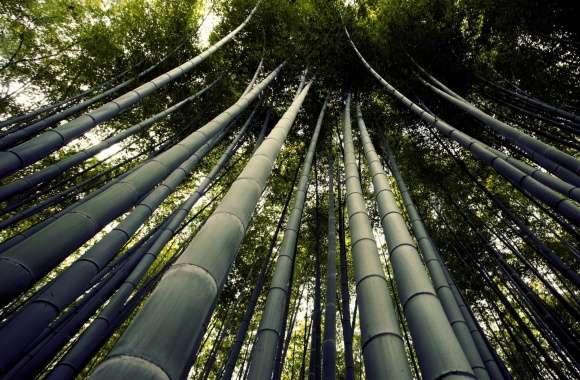 Japanese Giant Bamboo wallpapers hd quality