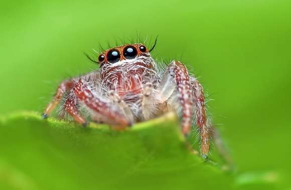 Jumping Spider, Green Background wallpapers hd quality