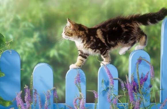 Kitten Walking On A Fence
