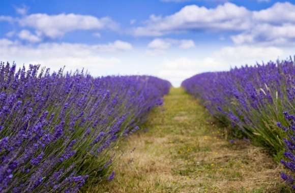 Lavender Field wallpapers hd quality