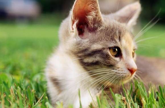Lazy Kitten In Grass