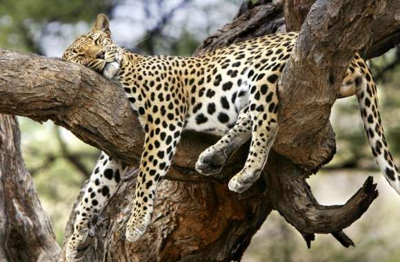 Leopard Sleeping In Tree