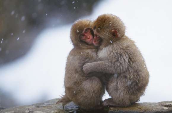 Macaques Hug wallpapers hd quality