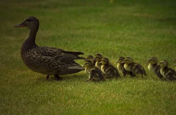 Mom And Baby Ducks