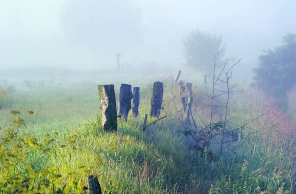 Morning Fog In The Field