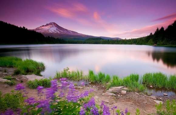 Mountain Lake And Flowers wallpapers hd quality