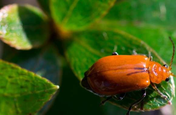 Orange Leaf Beetle