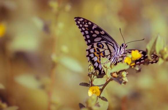 Papilio Elephenor Butterfly wallpapers hd quality