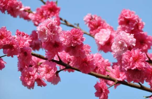 Peach Tree In Bloom, Tokyo
