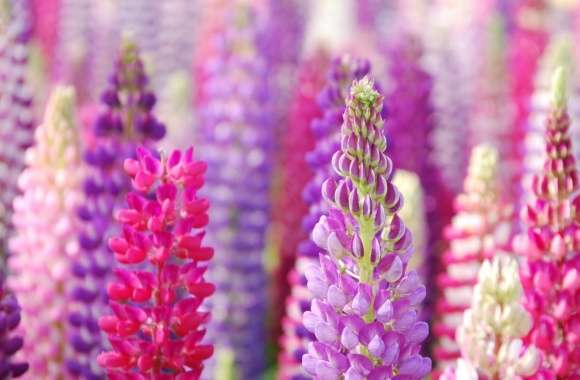 Pink And Purple Lupin Flowers