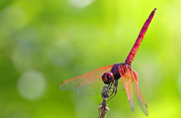 Pink And Red Dragonfly