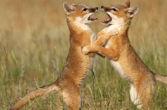Playful Foxes