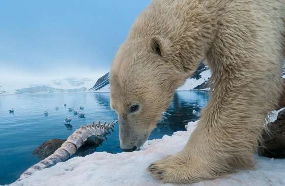 Polar Bear With Whale Bone wallpapers hd quality