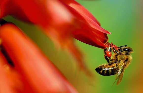 Pollinator wallpapers hd quality