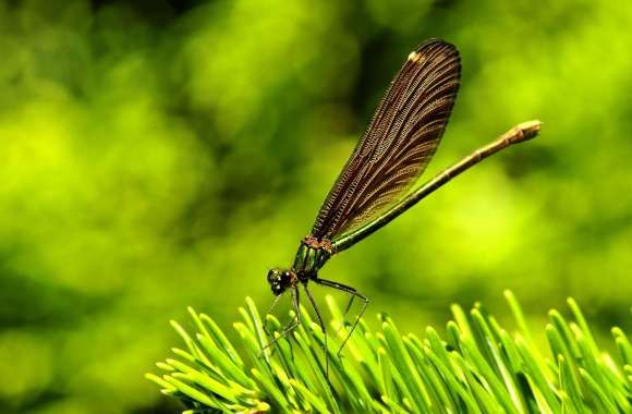 Pretty Dragonfly