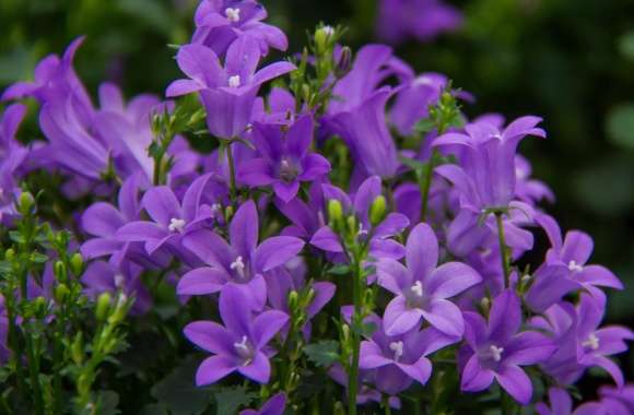 Pretty Purple Flowers